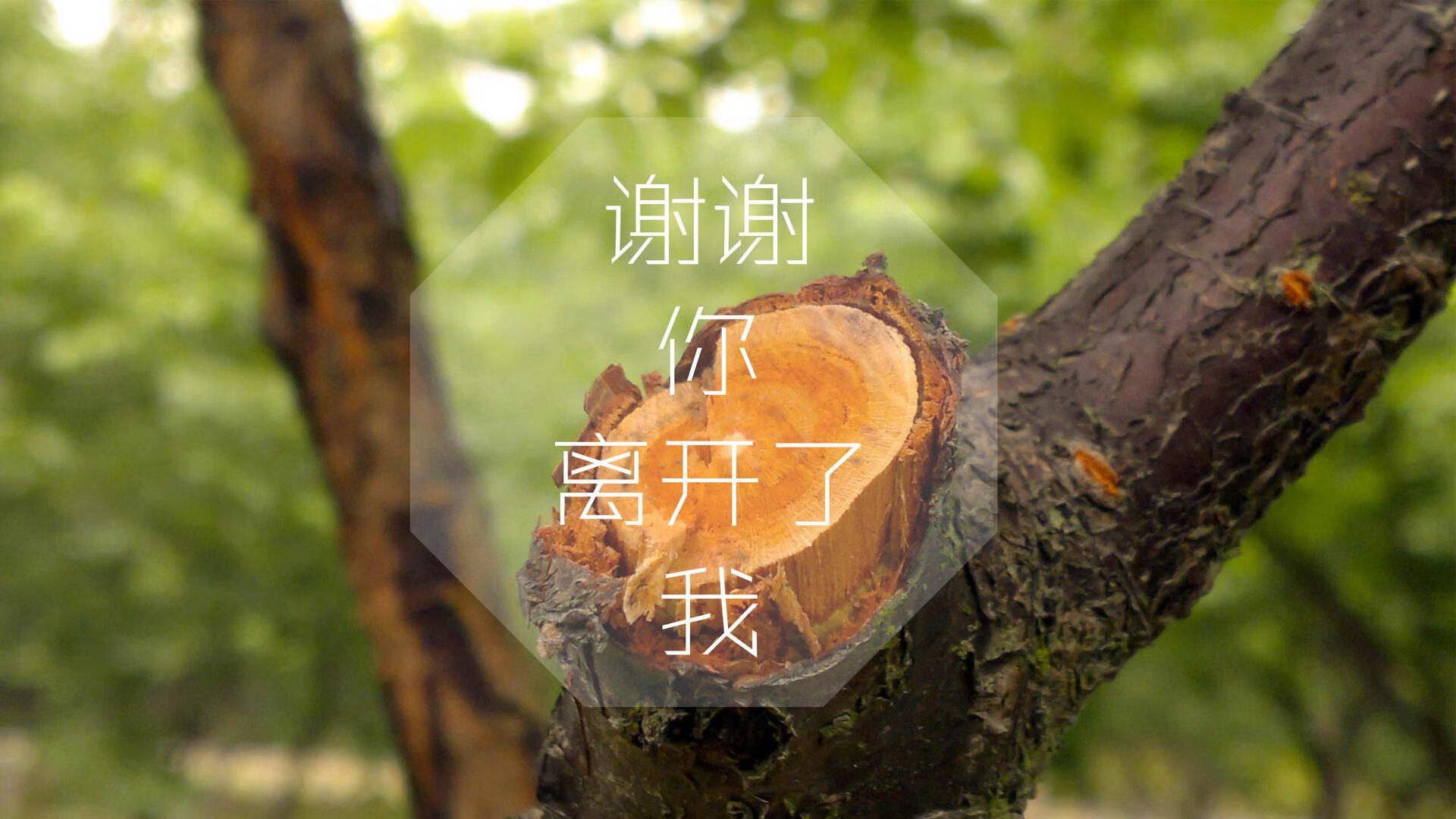 从联合杯溃败到ATP总决赛横扫,西西帕斯如何完成从齿轮到引擎的蜕变?