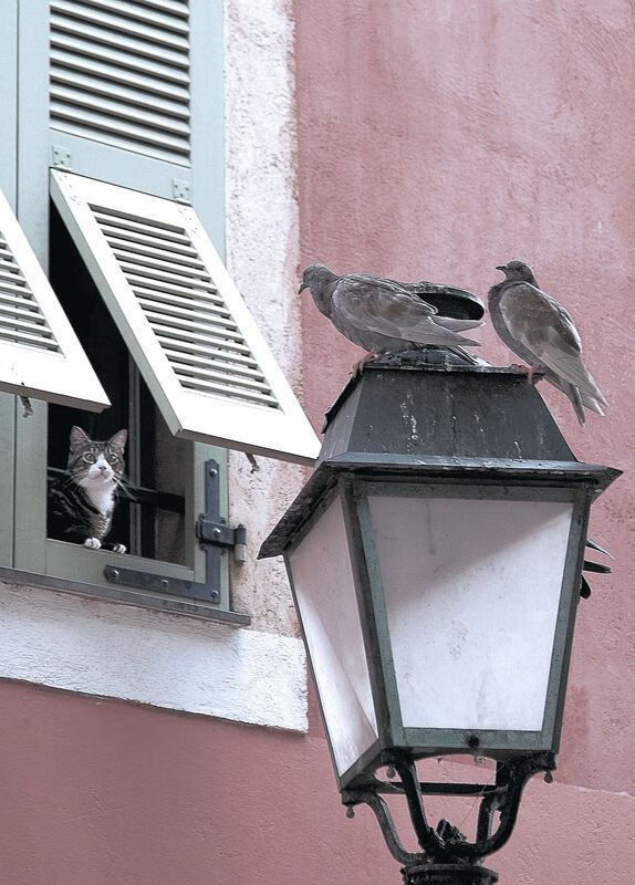 当黄蜂衔走太阳,欧文与总决赛的终极接管艺术