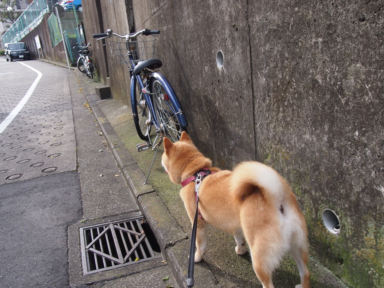 戈麦斯点亮塞维利亚之夜,一记压哨神迹,足球哲学与绝对时刻的碰撞