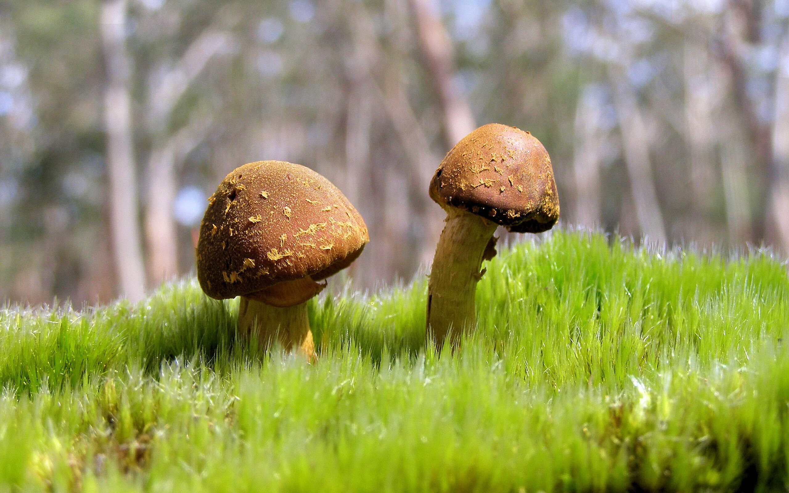 钢铁巨兽的狭路相逢,当公牛在街道带走鹈鹕