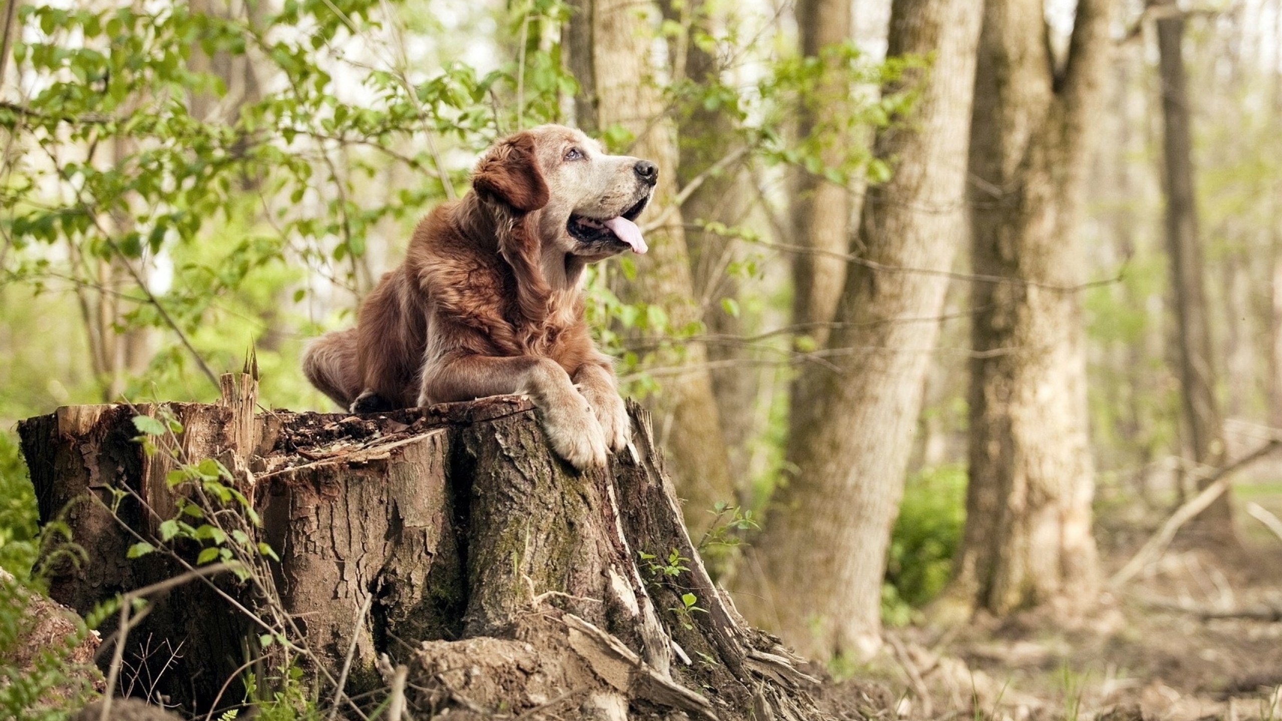 三分雨下，王座加冕，拉文完美演出引领奇才力克魔术