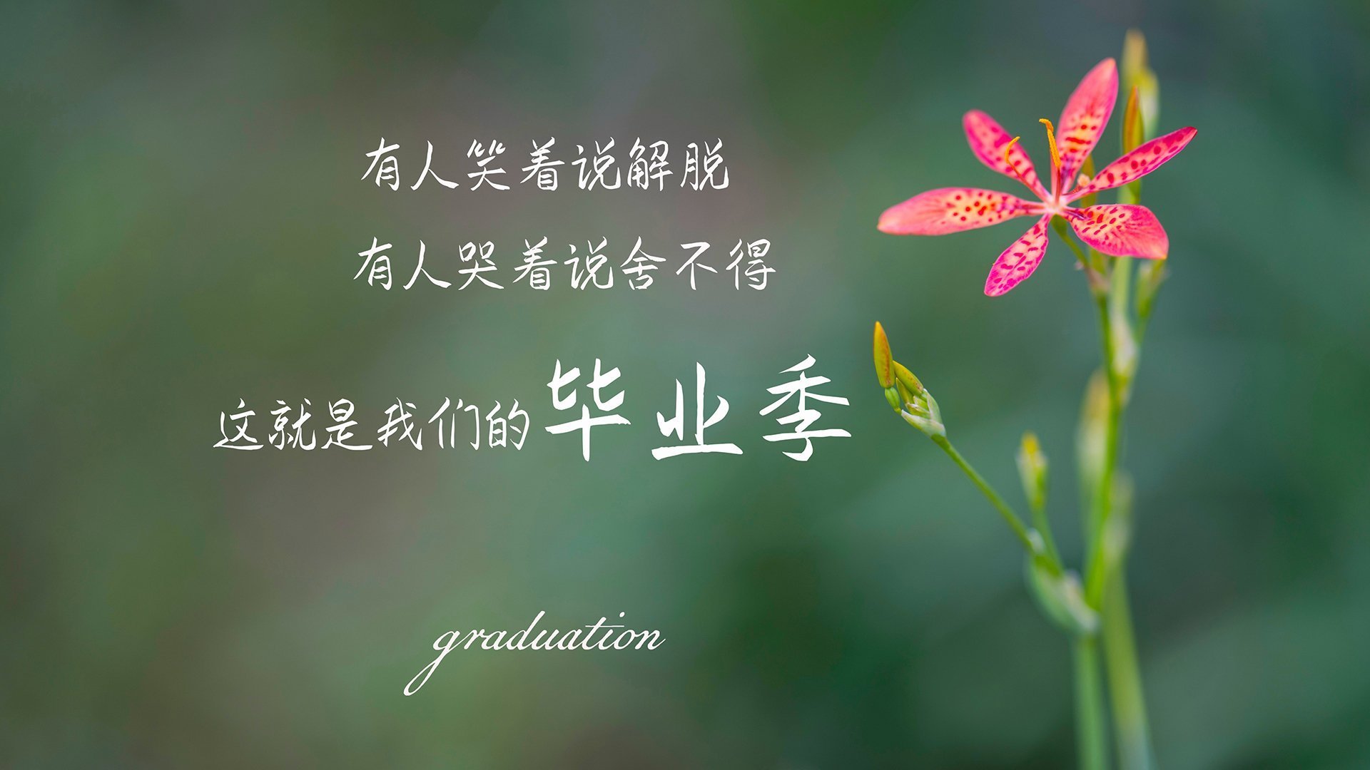 欧冠之夜，阿拉巴的孤岛防线与巴萨的钢铁突围—当阿尔及利亚铁血遇上诺坎普魔法