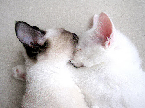 完美却徒劳，米切尔的教科书级表现，步行者惜败掘金的启示