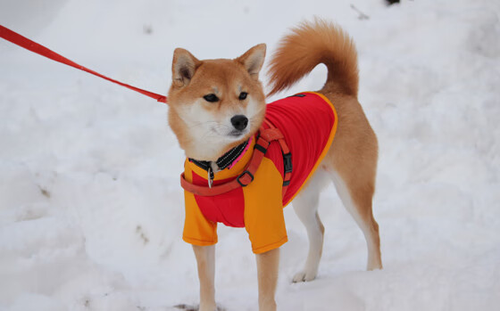 西亚卡姆制胜绝杀助北京队险胜新疆，关键先生彰显巨星本色