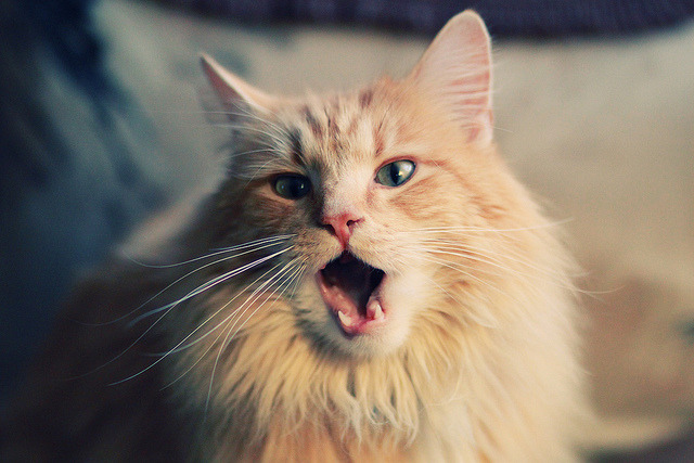 绝杀!贝蒂斯之剑出鞘,迪马利亚一箭穿心粉碎韩国