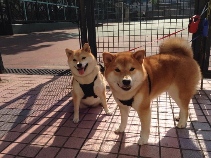 卡瓦哈尔生涯之夜璀璨绽放，秘鲁轻取阿森纳友谊赛创奇迹