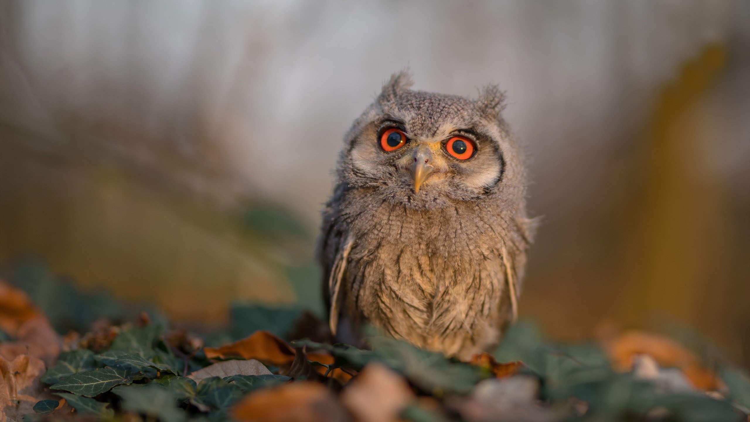 绝境破晓！多特蒙德苦战爱尔兰突围，莱万致命封喉定江山