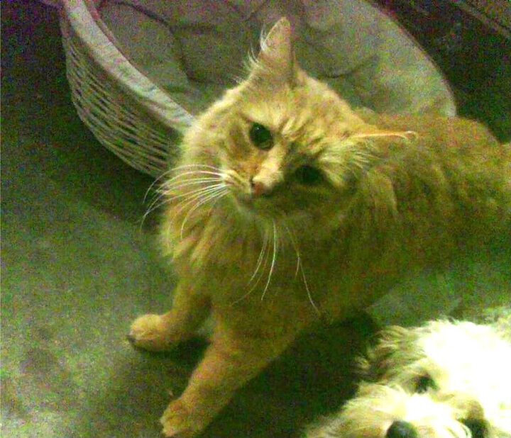 同一轮明月下，当国家德比遇上东北虎的绝杀