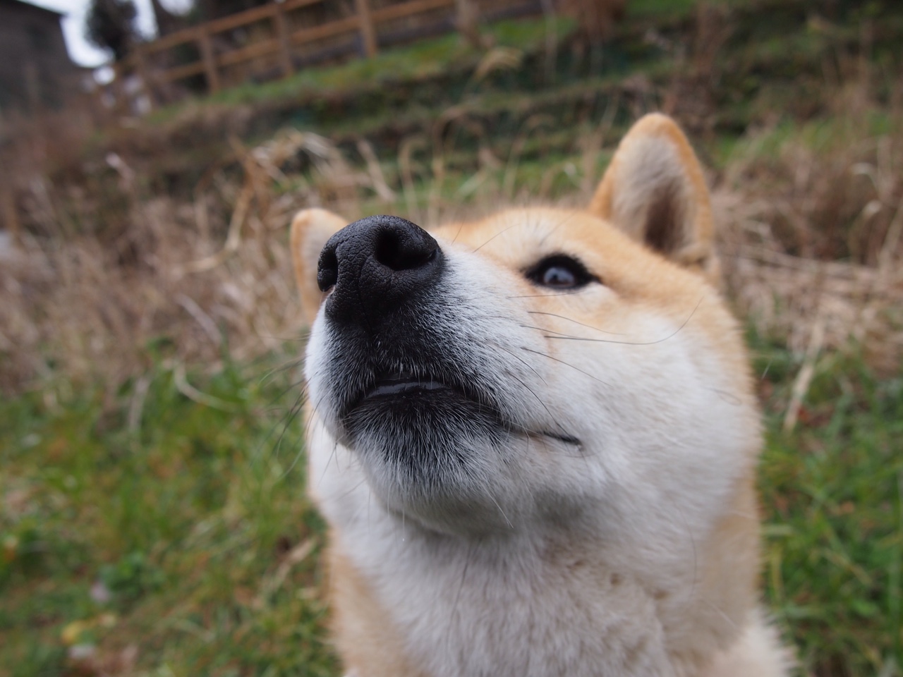 福登单骑定乾坤，新西兰闪电战击溃南非，改写百年对抗史
