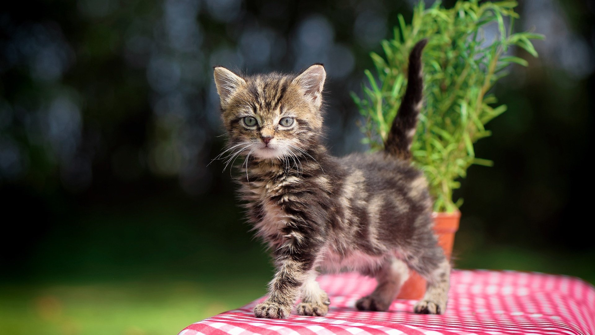 双面杀手，从英超到西甲，加克波完美奇袭诠释唯一性