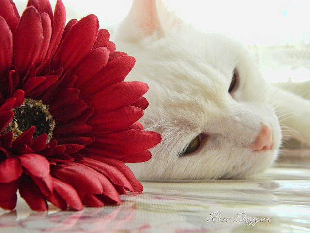 伦敦迷雾,美国闪电,当孙兴慜爆发撞上切尔西末节失利