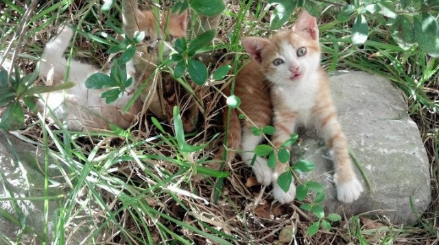 只进一球，却点燃九万人球场，那不勒斯反潮流之夜，莫兰特如何改写意甲叙事？