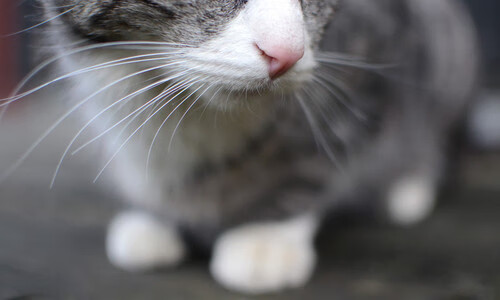 足球世界的双重奏,西甲国家德比激情碰撞,挪威强势压制哥斯达黎加