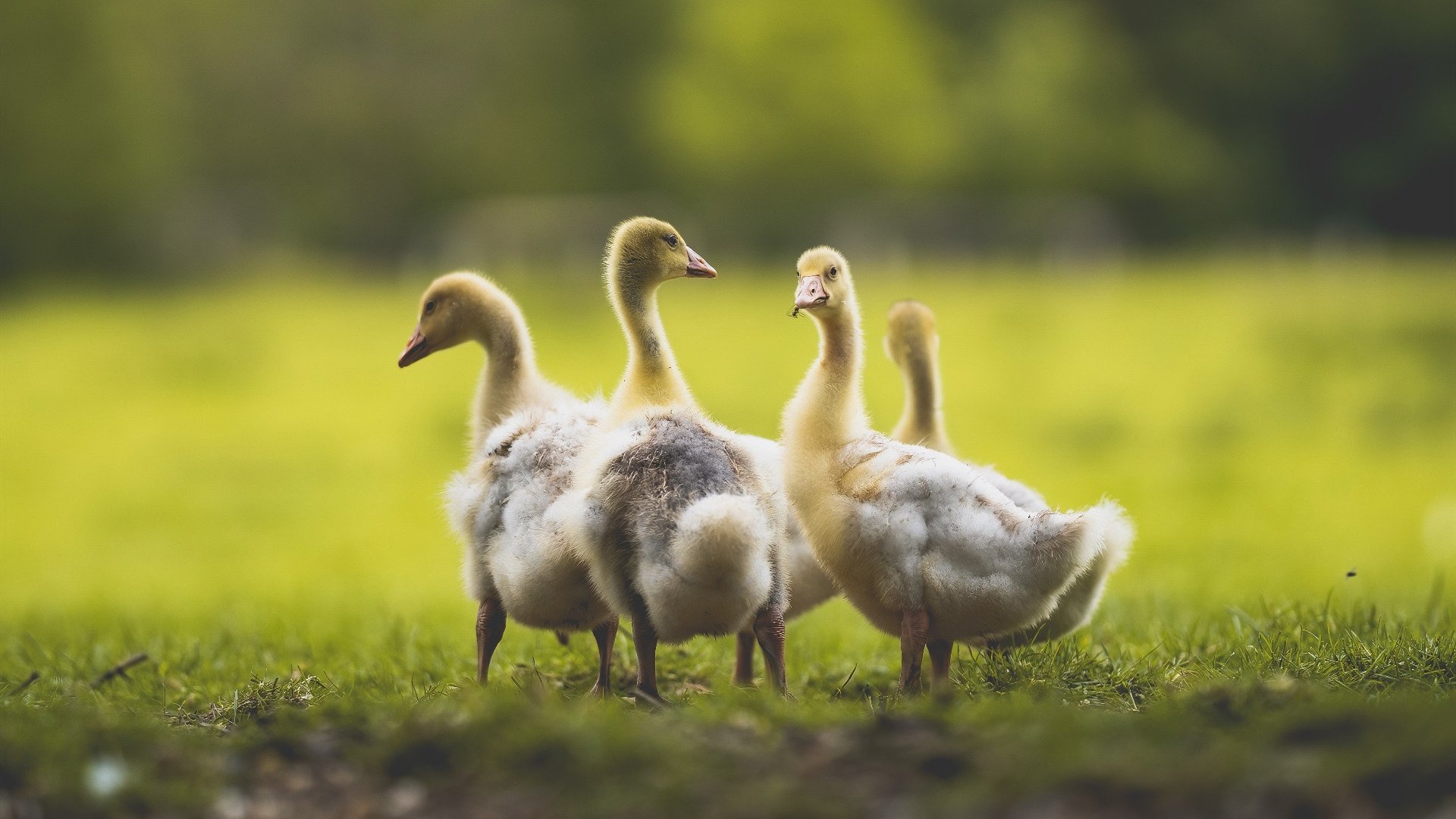 红蓝洪流中的郁金香，阿克如何成为唯一逆流者
