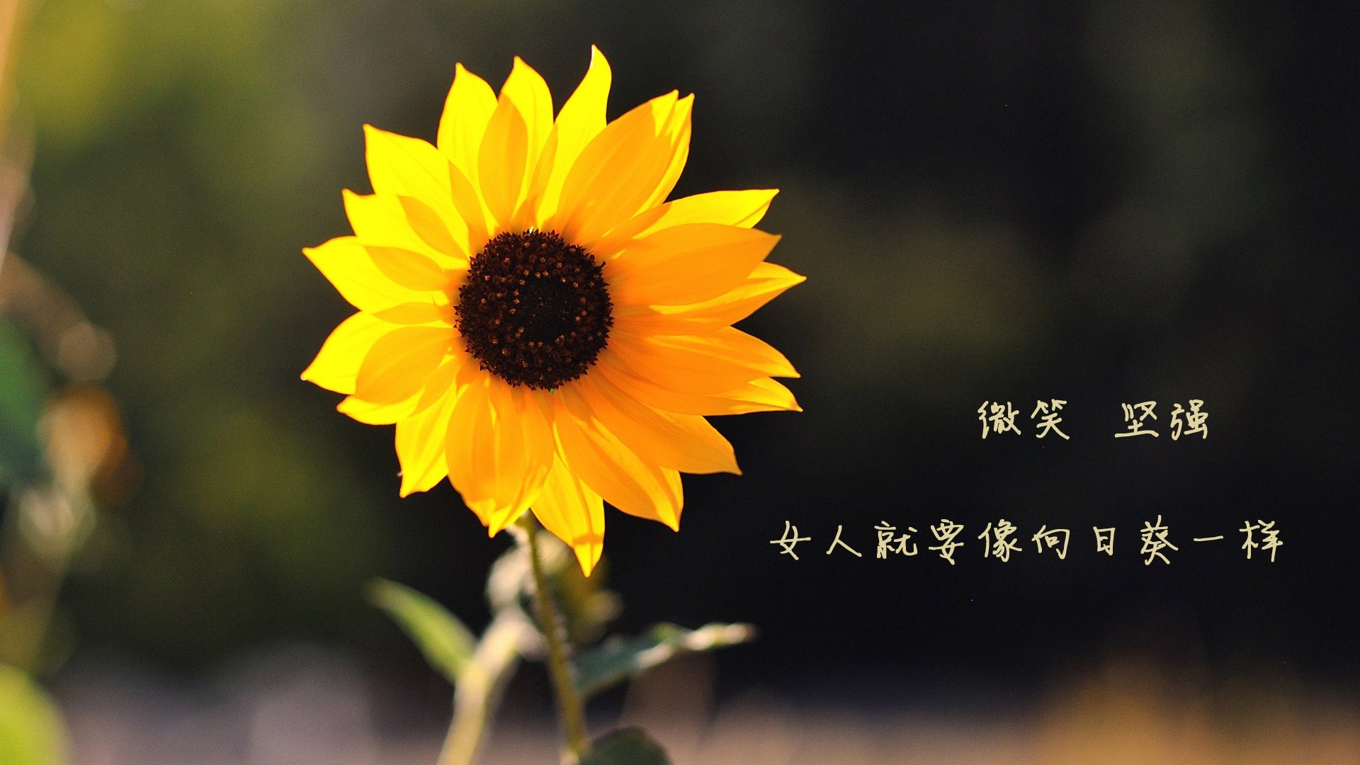 荣耀之夜，2026世界杯八分之一决赛，瑞典横扫美国，凯恩锋线称王，门将神勇封神